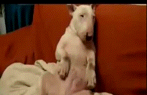 10gJX9GJrZOpqM.gif
