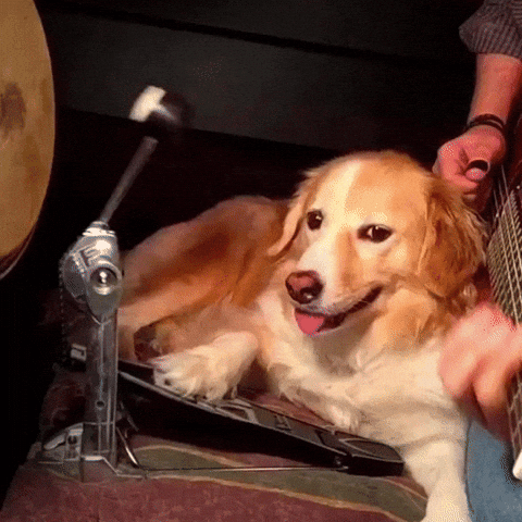 #dogbaterista #auladebateria #cursodebateria