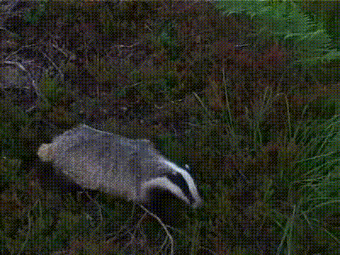 http://i.giphy.com/11c2hRHwmvgFOg.gif