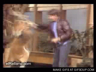 12CzxbvDzcqCQ0.gif