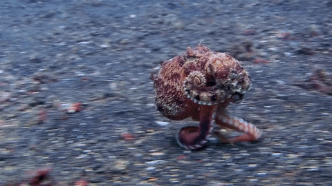 Octopus_Front_140096