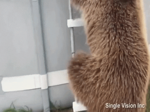 1477l8ei9OYJQk.gif