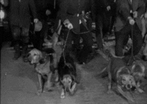 [Obrazek: 3D5NoWFC2TFHa.gif]