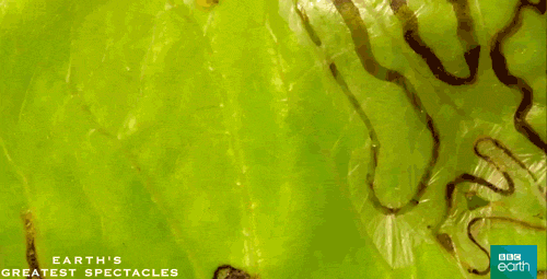 3o6gb4RLrs5D7BLf2g.gif