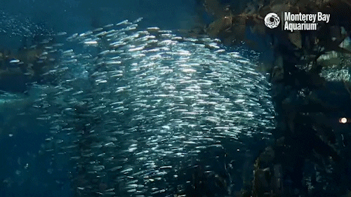 http://i.giphy.com/3o85xzxZVLKWSHoRPy.gif