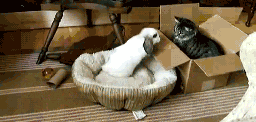 Cat GIF - Find & Share on GIPHY 
