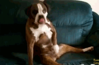 [Image: 75EEYZjWhiXzq.gif]