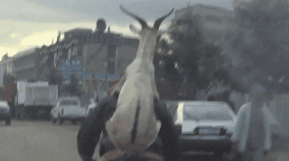 [Image: 84zpgl6Lsfxte.gif]