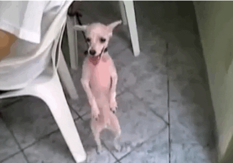 http://i.giphy.com/9MizUzXvwzzBS.gif