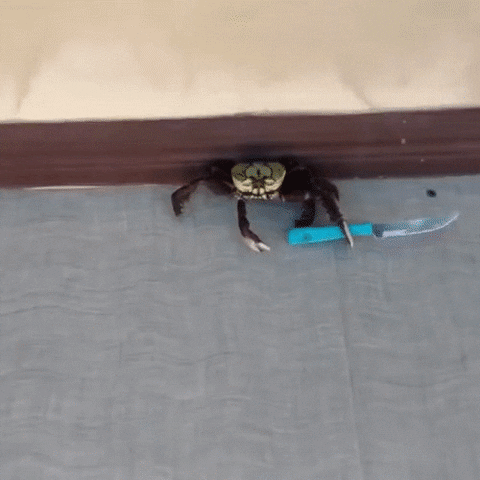 9SIVdH4UUTutW.gif