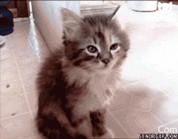 9Wu8LqCQeeaGY.gif