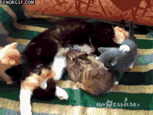 Cheezburger GIF - Find & Share on GIPHY 