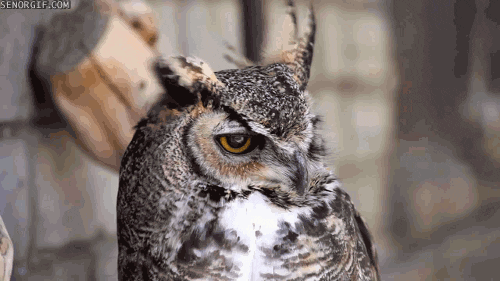 http://i.giphy.com/I7nHAtgGIV476.gif