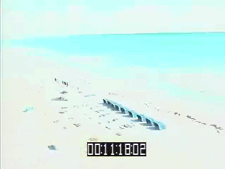 NnNTrghaty05a.gif