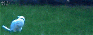 OU7akB4CMwg0.gif
