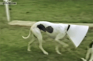 PGJrojPdkZIT6.gif