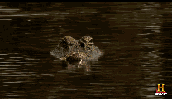PQJUmzrCY2PFm.gif