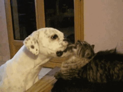 Cat GIF - Find & Share on GIPHY 