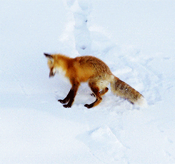fox