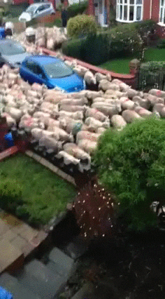 WSMlHn8TM6MV2.gif