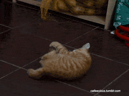 WZNqiARJQn9E4.gif