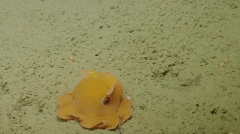 Avec un gif WZlFAzOFVR0Kk