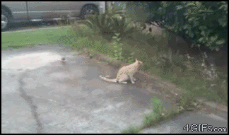[Зображення: Z0Z68OtovvPkA.gif]
