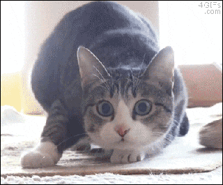 http://i.giphy.com/b3Gp6a25caNZC.gif
