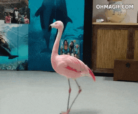 bS6X4qlDLknJe.gif