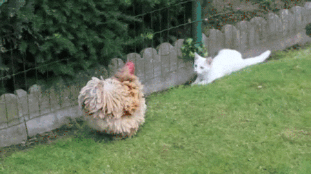 d1E22MqNiO3QxrC8.gif