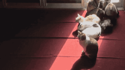 d9kXWR184hC8.gif