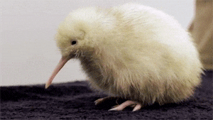 IMAGE(http://i.giphy.com/dhozR4zg47jEY.gif)