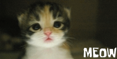 hBgdwGjcIu13O.gif