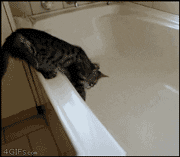 j9EvJ9mne2ljy.gif