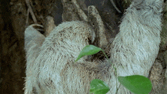 http://i.giphy.com/l0Ex9kEHuwxa4pGww.gif