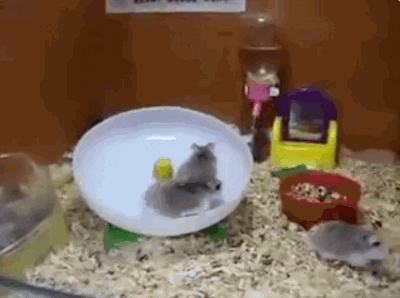 [Image: l41lVVBQiPYM4kFdm.gif]