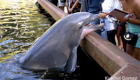Delfín tira iPad al agua.