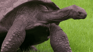 La tortuga más vieja del mundo acaba de recibir el primer baño de su