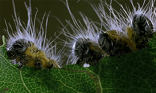 insects