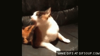 rpLEwHqJ7a36.gif