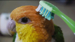 Combing a bird