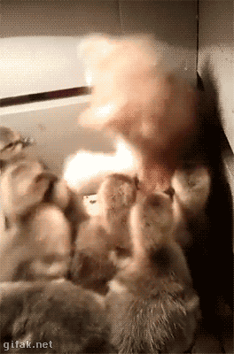 xUA7aUoI3yARCa9kVa.gif