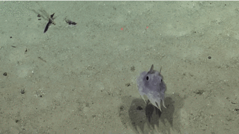 yoJC2ruK6EKZuc2KWc.gif