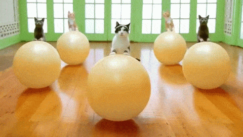 Cat GIF - Find & Share on GIPHY 