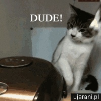 26ueYMDarkfWXhg0o.gif