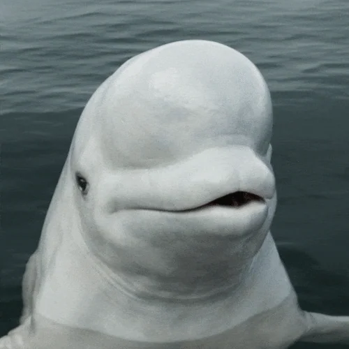 3PcdDjWGVtQE3du686.webp