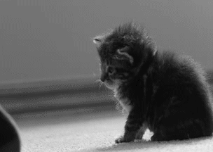 3o6ZsZqAIhriGjPJAY.gif