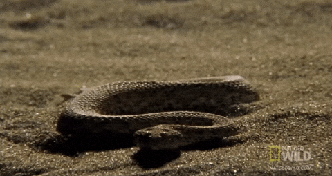 3oEjHK6tvTIaBCutOw.gif