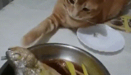 Animated GIF  - Find & Share on GIPHY 