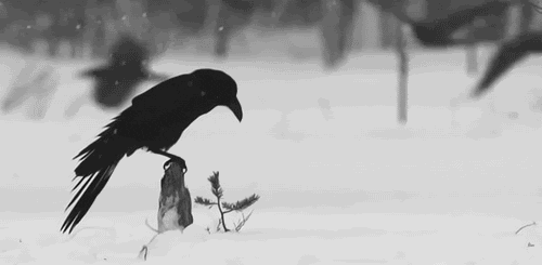 Birds GIF - Find & Share on GIPHY